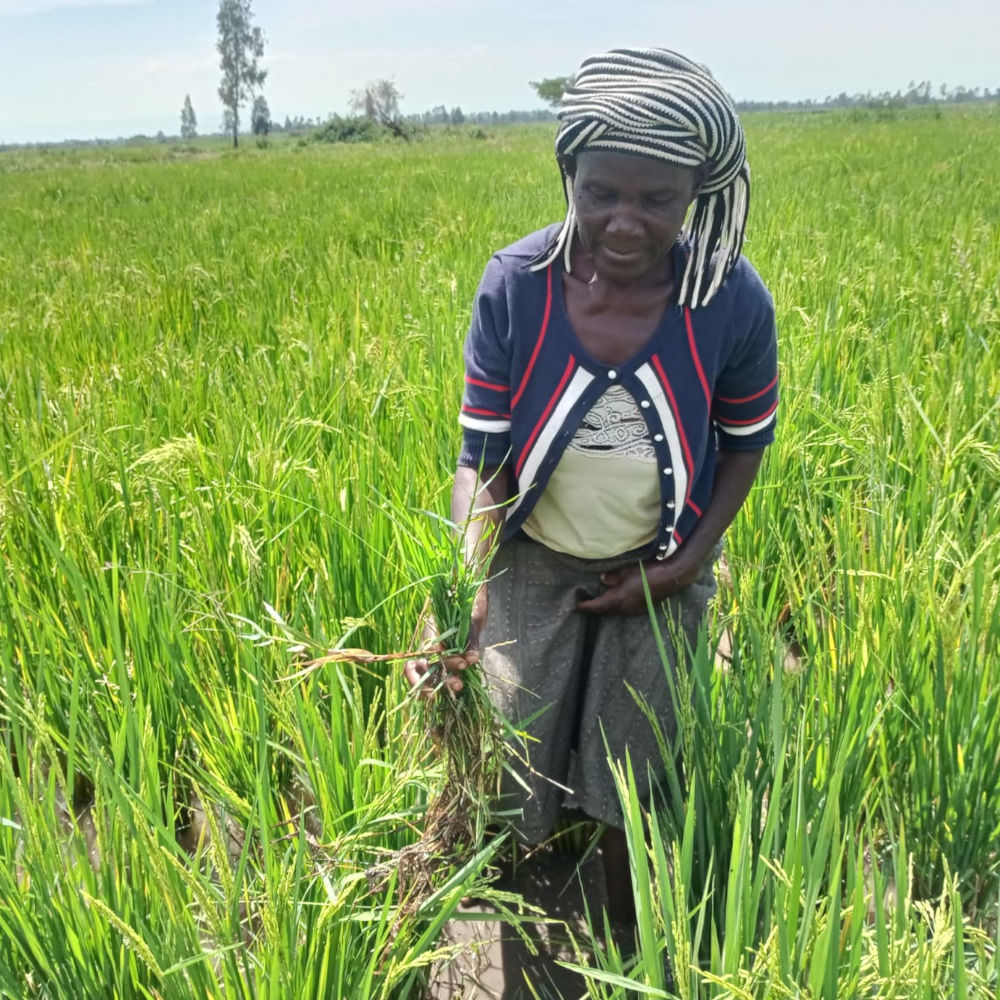 rice paddy